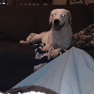 Meet your Posher, Bo